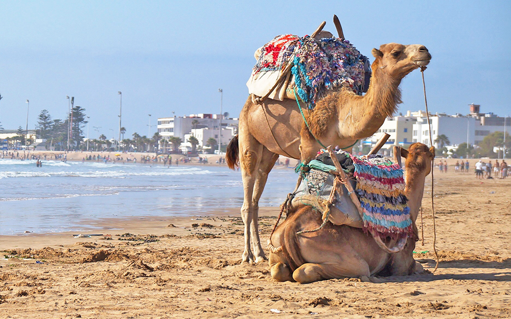 Moyenne vent spot kite essaouira
